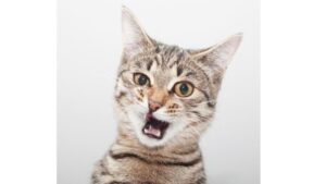 Foto de perfil en Twitch 2026