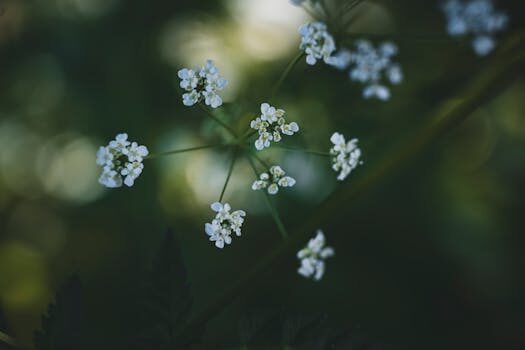 Cómo solucionar el error "no se puede acceder a este sitio web" en Google Chrome