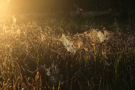 ¿Cuáles son las ventajas de optimizar tu página web?