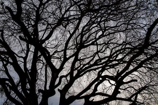 Qué es un organigrama horizontal