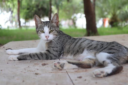 Cuáles son las ventajas y desventajas de la estructura horizontal