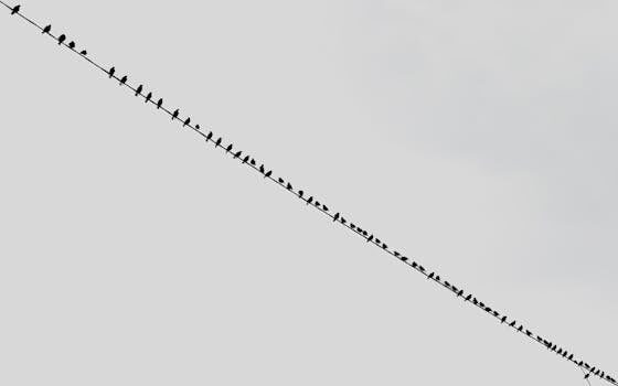 Cuál es la diferencia entre un organigrama horizontal y vertical