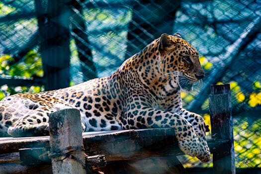 ¿Qué es una plataforma de LMS?