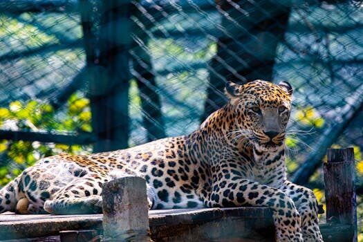 ¿Quién usa un LMS?