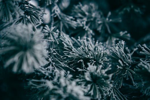 ¿Es BeReal una alternativa a Instagram?