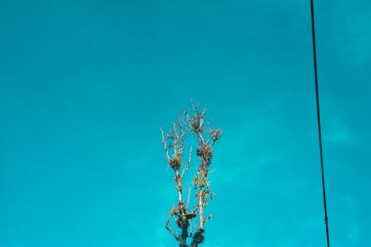 ¿Por qué Bluesky se está volviendo popular entre los usuarios?