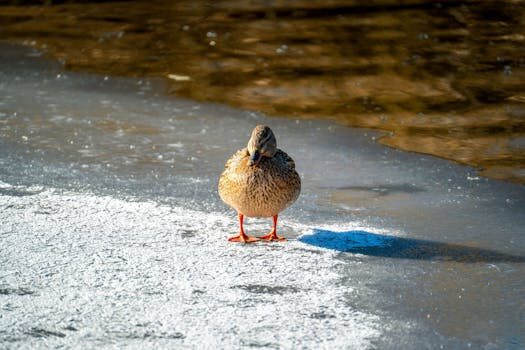 ¿Cómo acceder a la web oscura de forma segura?
