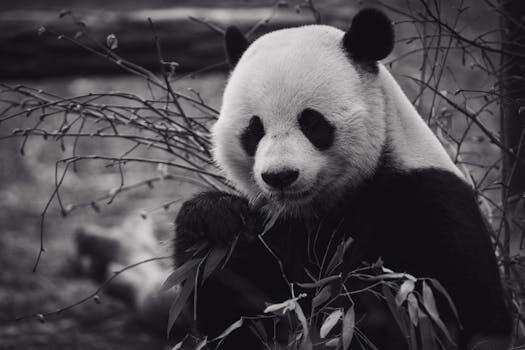 Cómo crear un DataFrame en Pandas